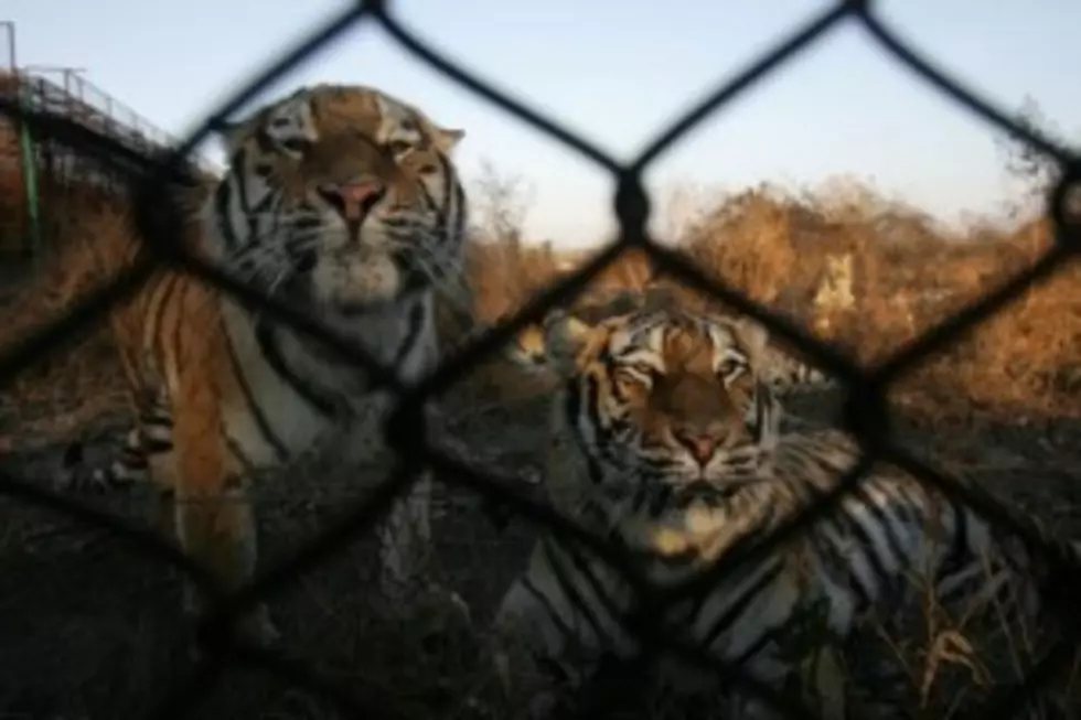 Oklahoma Exotic Animal Park Under Investigation [VIDEO]