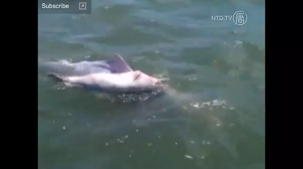 Dolphin Mourns Dead Baby Calf For Days [VIDEO]