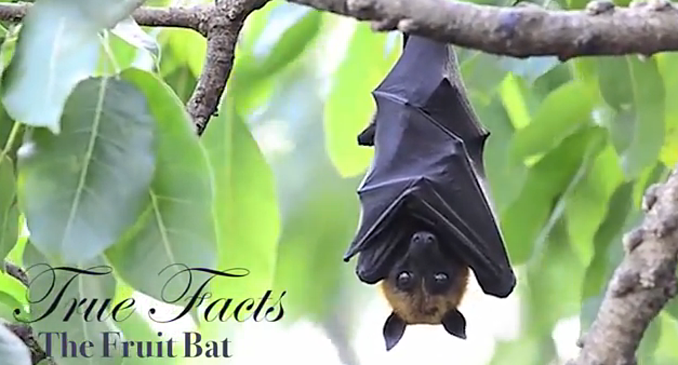True Facts About the Fruit Bat! 