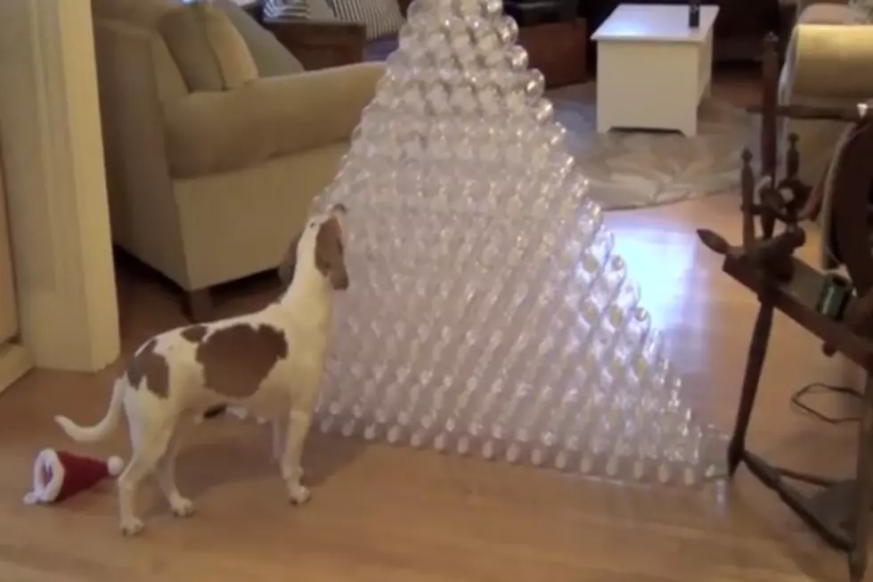 The Greatest Christmas Present for a Dog [VIDEO]