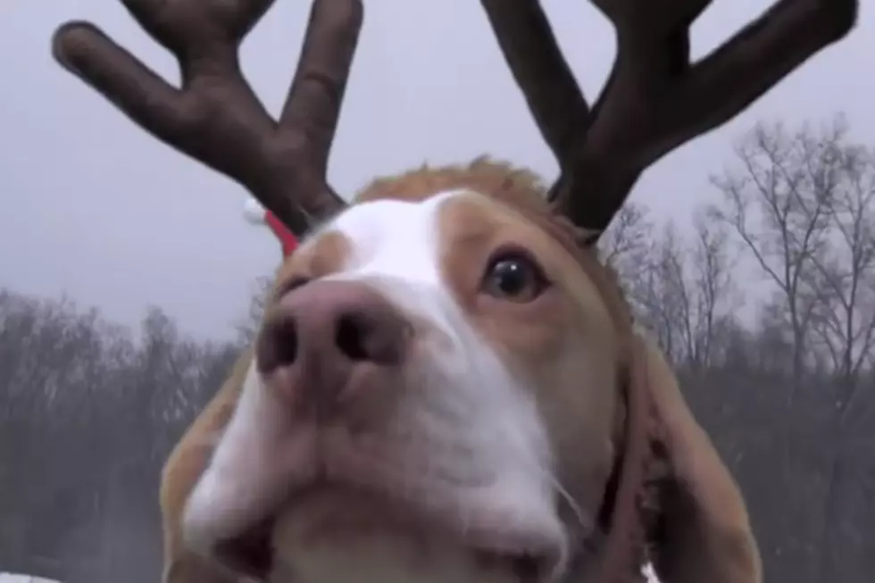 Christmas Has Gone to the Dogs! [VIDEO]