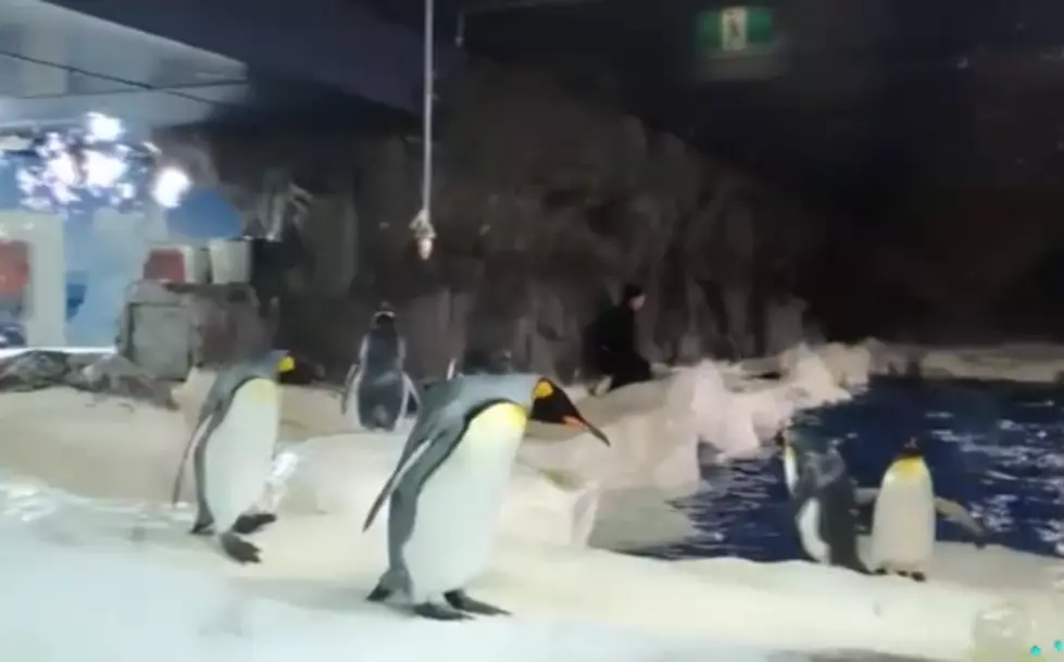 The EPIC Collection of EPIC Penguin Fails [VIDEO]