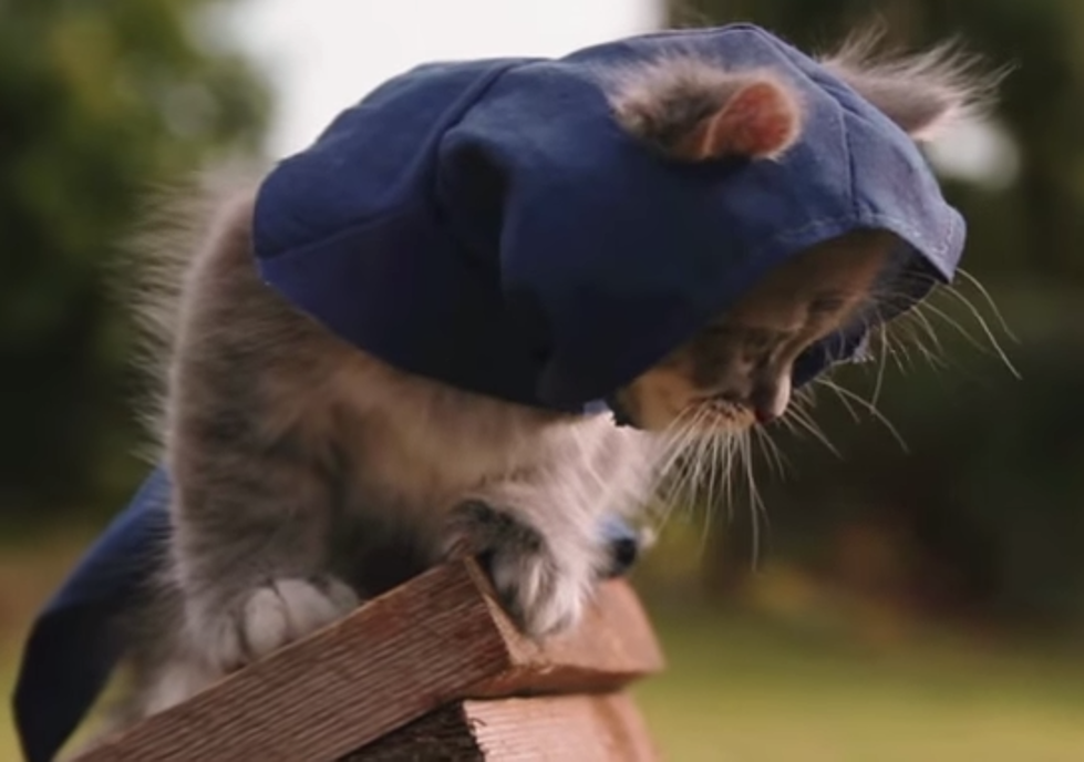Beware The Assassin Kittens [VIDEO]