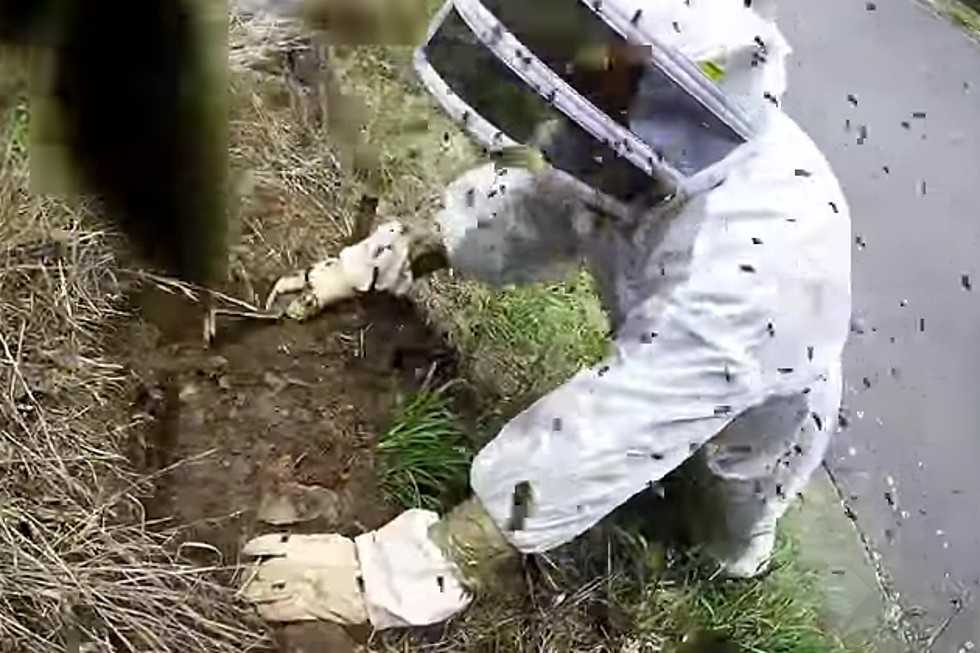 Apparently, Wasp Nests in New Zealand are Next Level