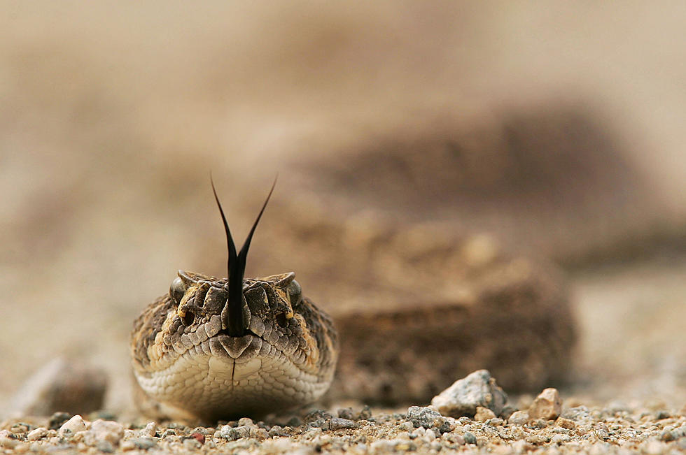 How To Identify Oklahoma’s Venomous & Dangerous Snakes
