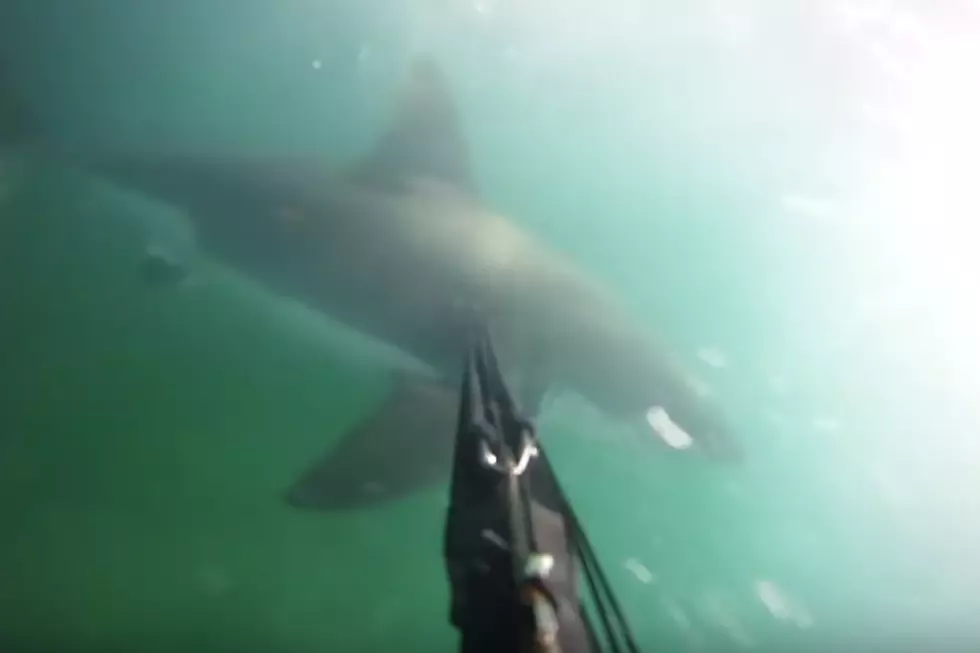 Great White Shark Attack Caught on GoPro Video