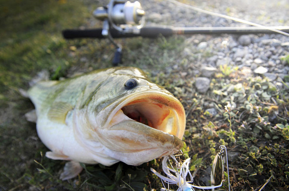Local Angler Pulls Monster Bass Out Of Lawtonka!