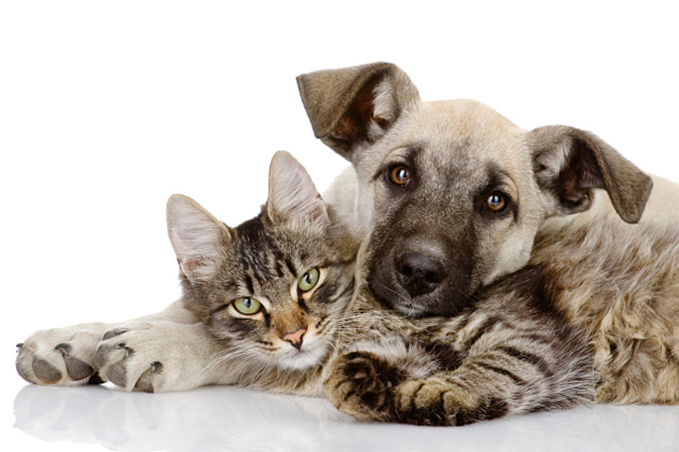 If You’re Ready To Adopt A Pet, Now Is The Time To Do So