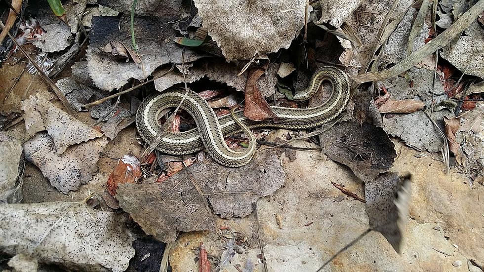 How To Identify Oklahoma’s Non-Venomous Snakes