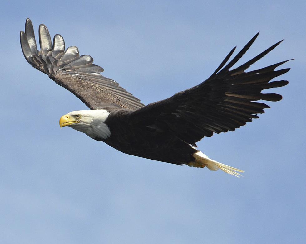 Oklahoma Game Warden Rescues Frozen Bald Eagle