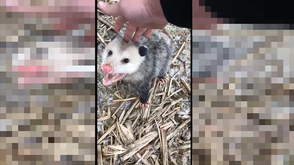 Petting A Wild Opossum... What Could Go Wrong? 