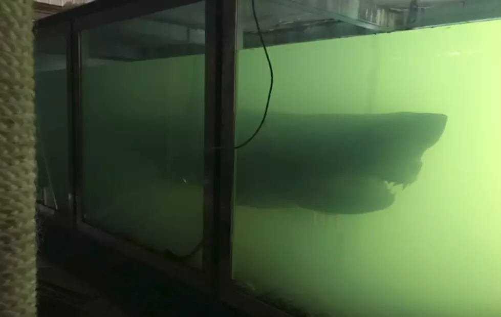 Urban Explorer Discovers Dead Great White In Old Fish Tank