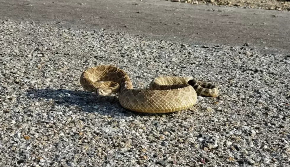 If You Encounter A Rattlesnake, Don’t Do This…