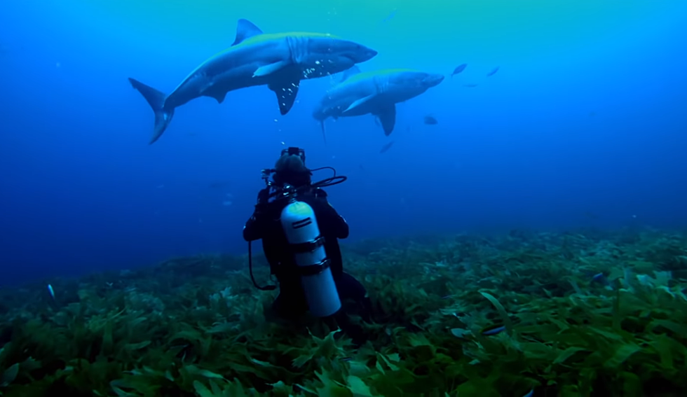 The 50 Most Epic Shark Week Moments