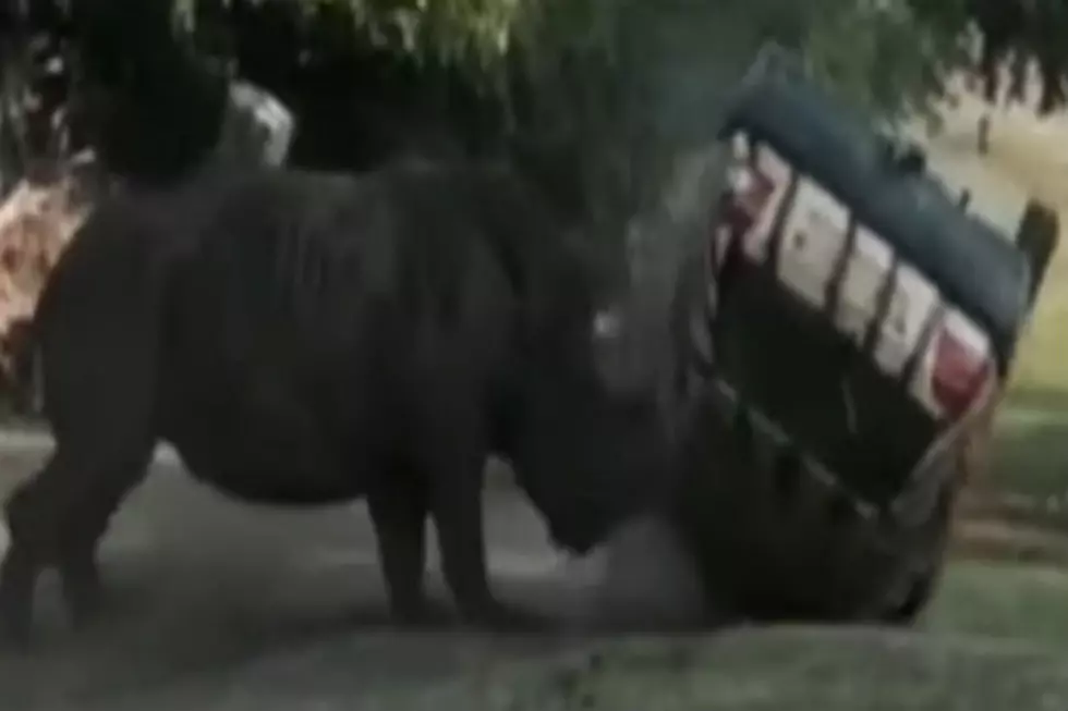 Rhino Attacks and Flips Zookeeper&#8217;s Car! [VIDEO]