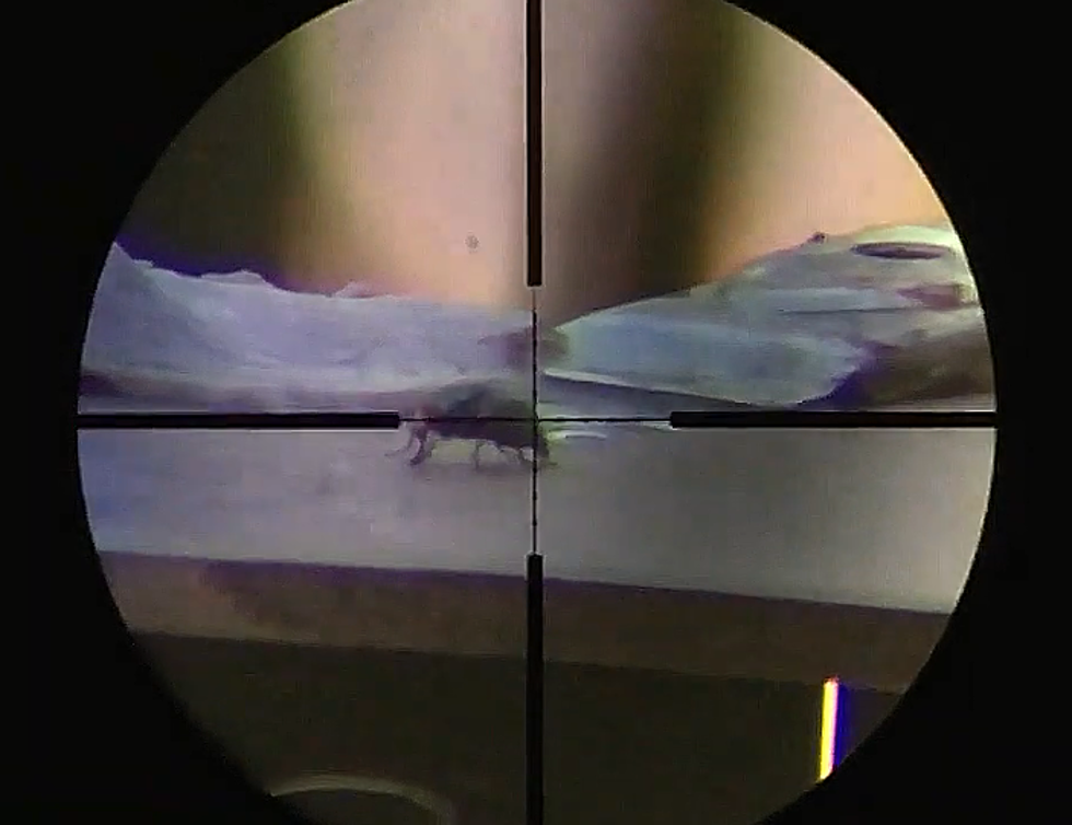 Bored? Take Up Fly Hunting With A Sniper Air Rifle