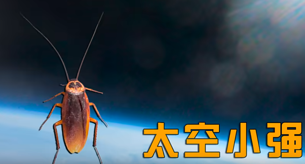 Mad Lad Sends Cockroach To Space For Science