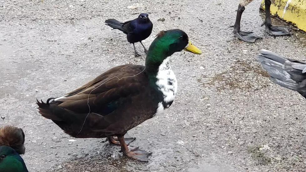 There’s A Duck At The Park With A Fishing Hook In Its Mouth