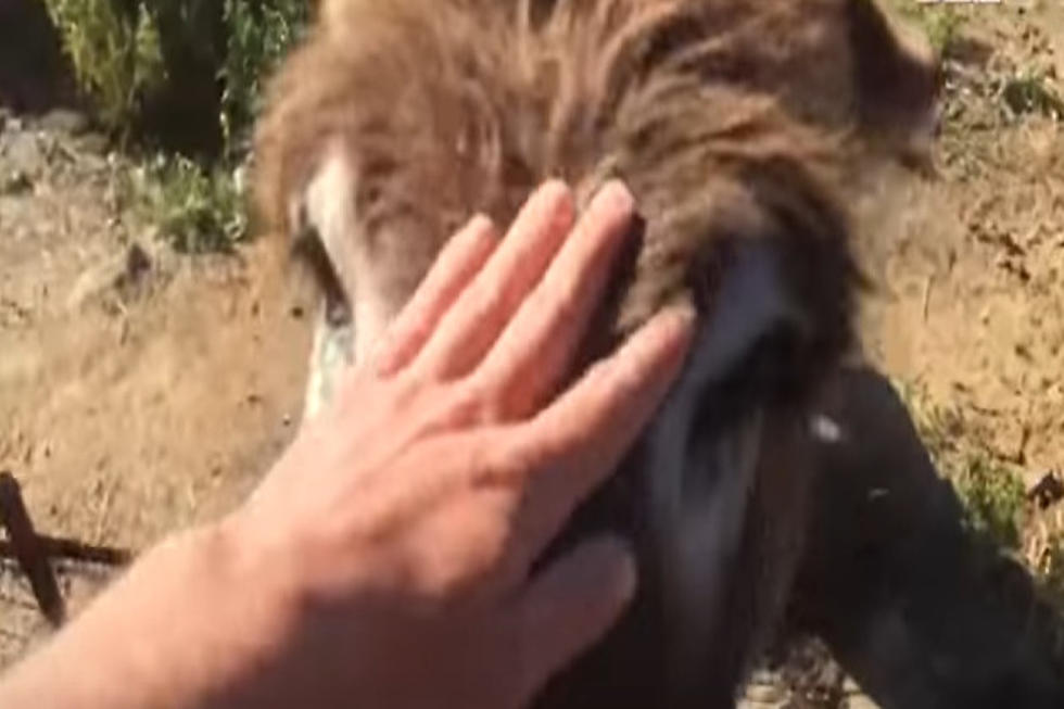 Man Reunites With His Pet Donkey After Being In Quarantine