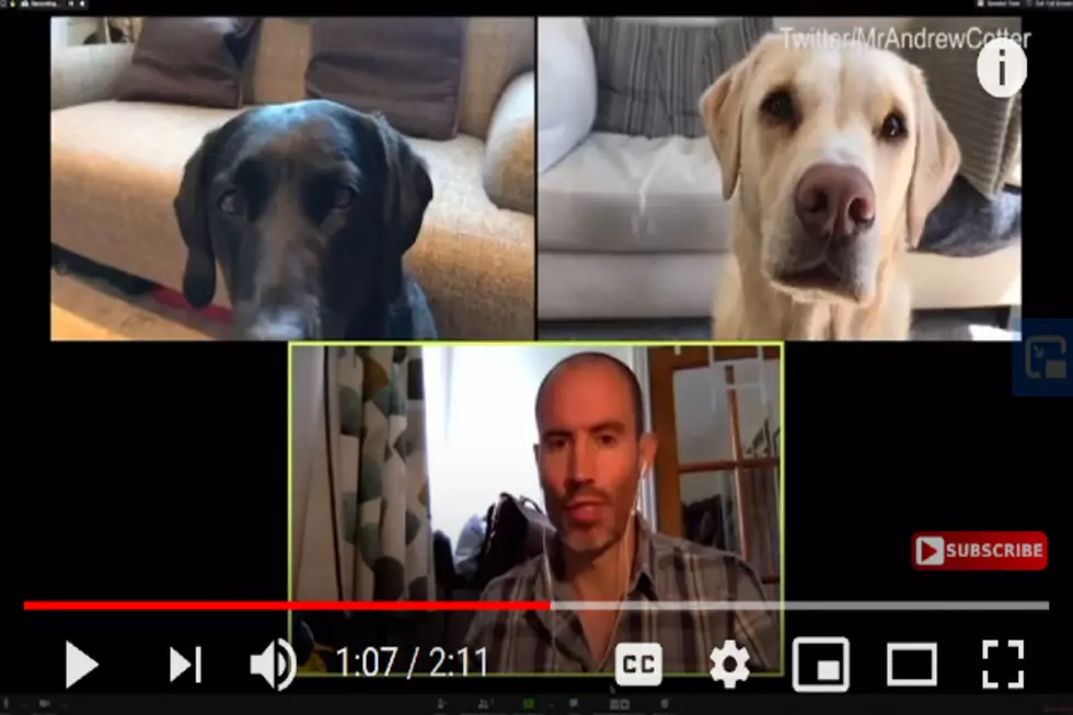 Guy Has a Zoom Meeting With His Dogs and Hilarity Ensues