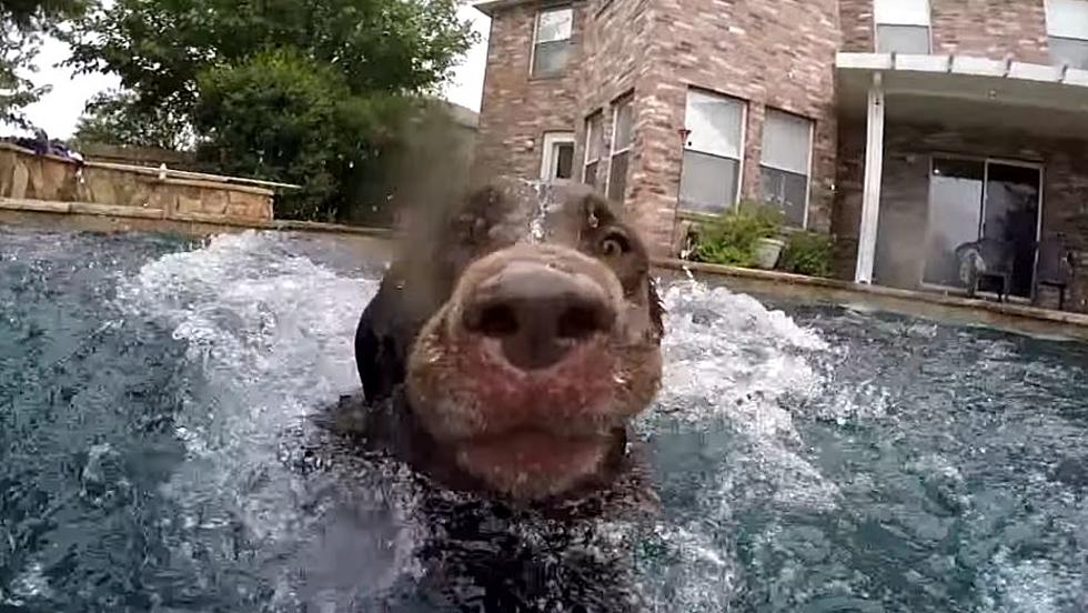 The Dog Days of Summer Are Here [VIDEO]