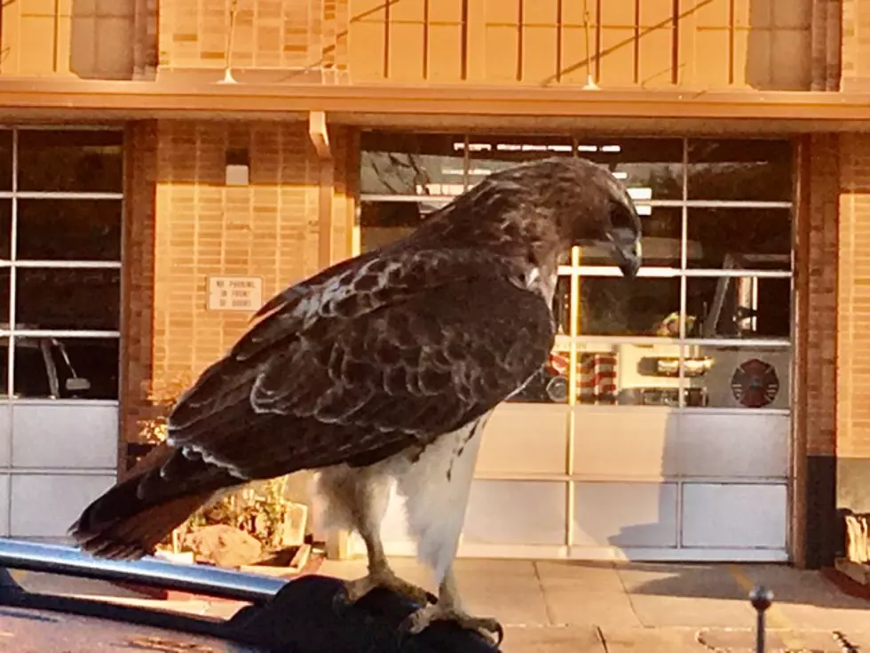 Massive Red Tailed Hawk Shows up in Downtown Lawton!