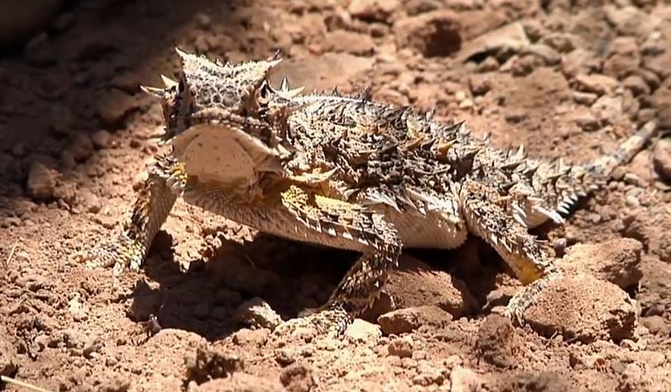 Where Have Oklahoma’s Horny Toads Gone?