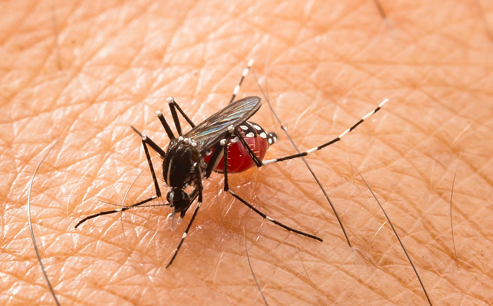 DIY Remedies To Keep Mosquitoes At Bay