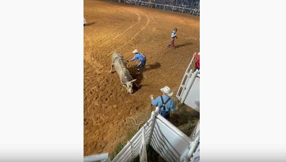A Bull Knocked Himself Out At Walters Rodeo