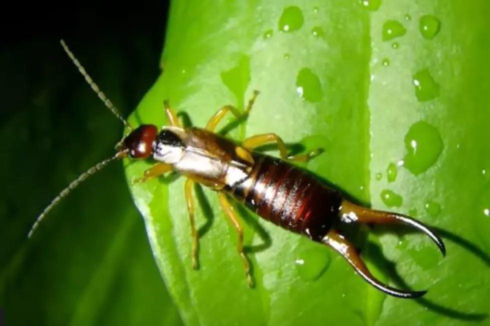 How to Battle the Oklahoma Earwig Invasion and Win!
