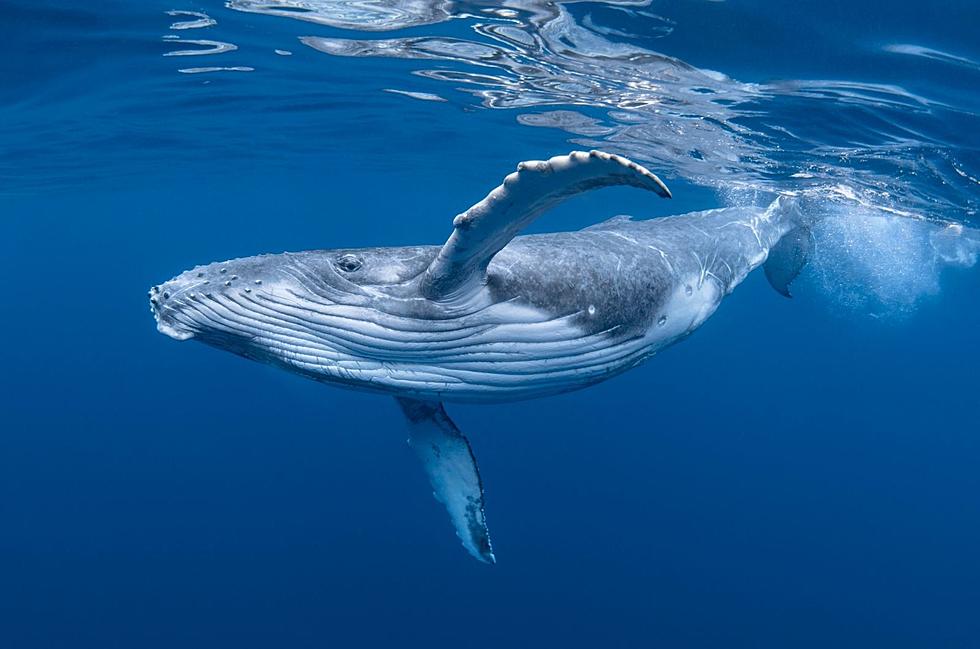 Could Whaling Actually Save Planet Earth?