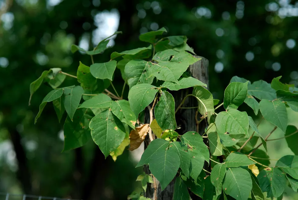 Thanks To The Rain, Oklahoma Is Flush With Poison Ivy