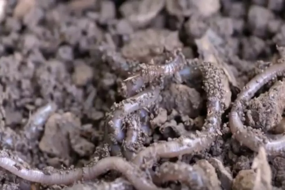 WARNING: Oklahoma is Facing a GIANT Jumping Worm Invasion!
