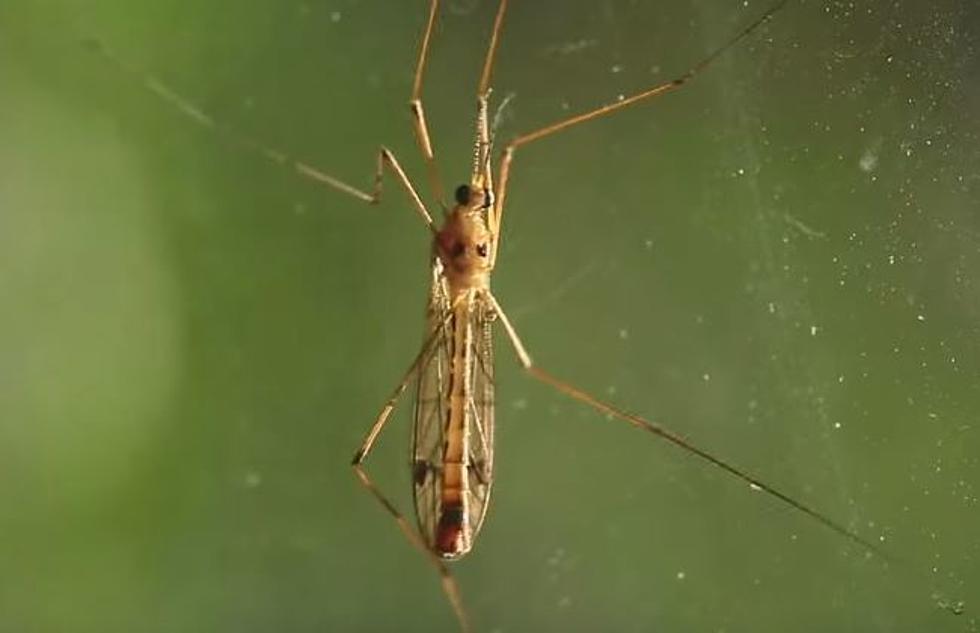 Oklahoma is Under Attack By Giant Mosquitoes AKA Crane Flies