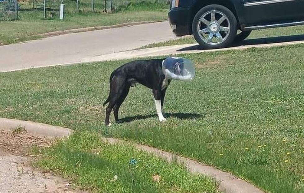 Lawton, Fort Sill Rallies to Help a Stray Dog That Has a Bucket Stuck on Its Head