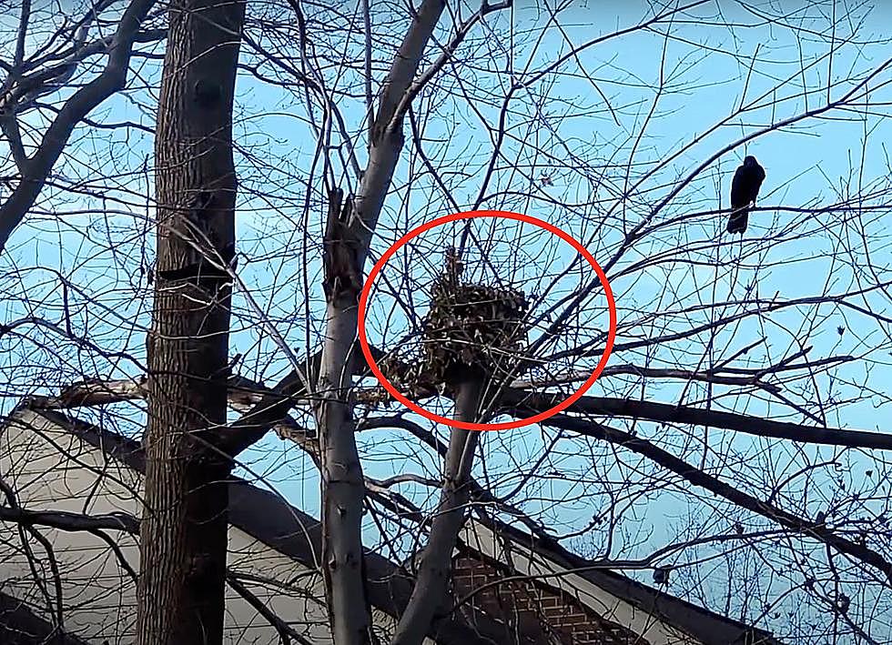 That Ball of Leaves in Your Oklahoma Tree Isn’t A Birds Nest