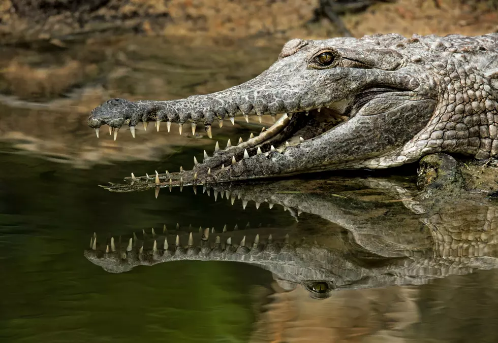 Croc Spotted in Lake Texoma, Caught On Video