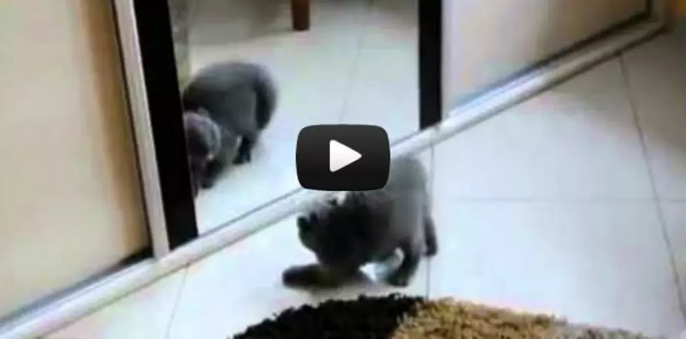 Mirror, Mirror on the Wall … Who Is Biggest Scaredy Cat of Them All?