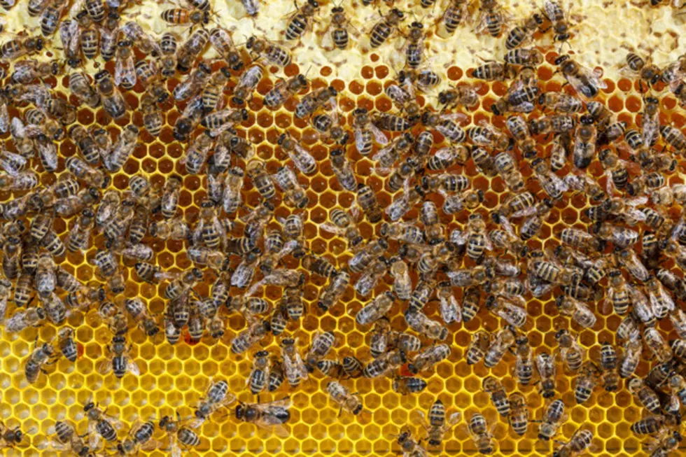 Montana Police Pull Over Swerving Car. . . Because He Has Thousands of Bees in His Car