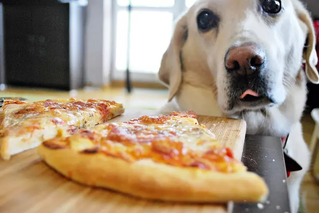 Pizza For Pets Benefit for AniMeals