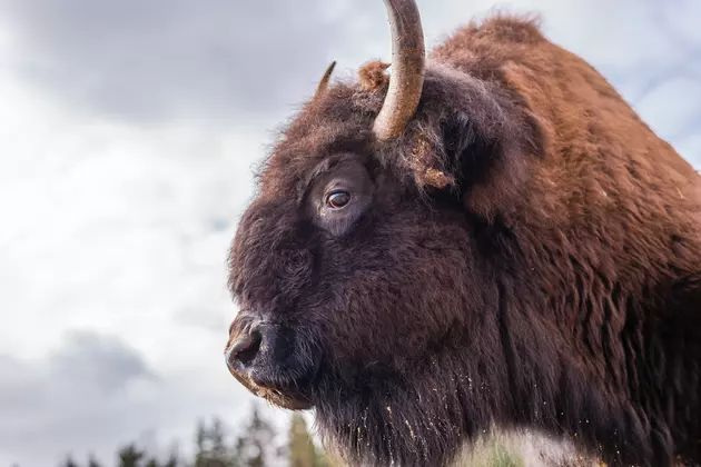 Annoyed Bison Sums Up How We All Feel About 2020