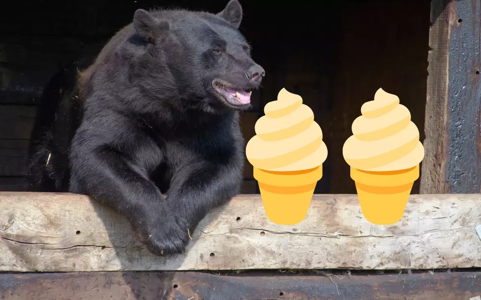 Crazy! A Bear Broke Into a Missoula Truck, Ate $140 of Ice Cream