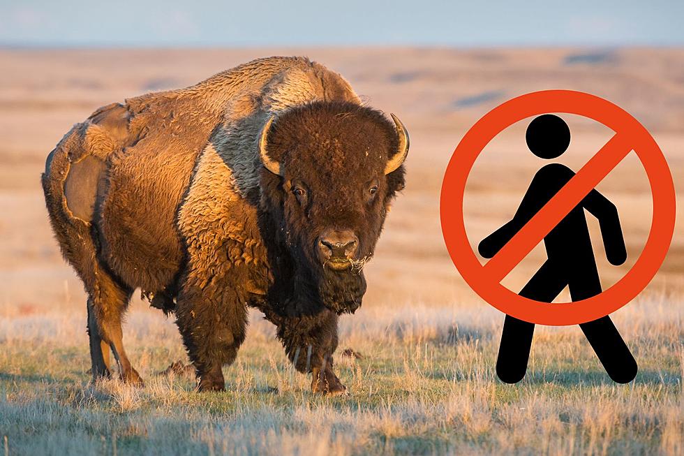 An Open Letter to Tourists Who Might Bother Montana Wildlife