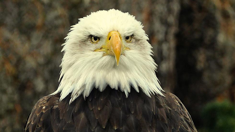 Fly High: Kalamazoo’s Soaring Bald Eagle