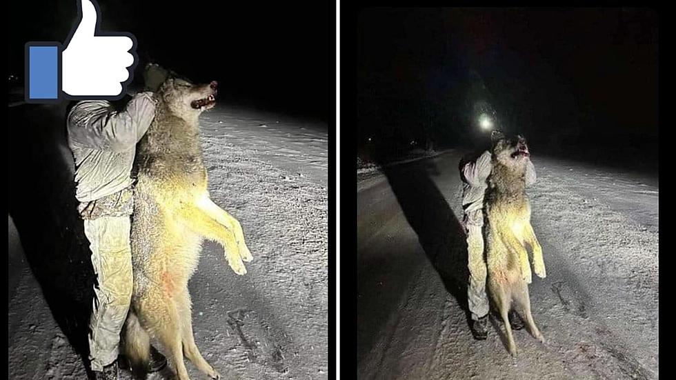 Michigan Residents Debate Coyote Or Wolf Shot In Marshall