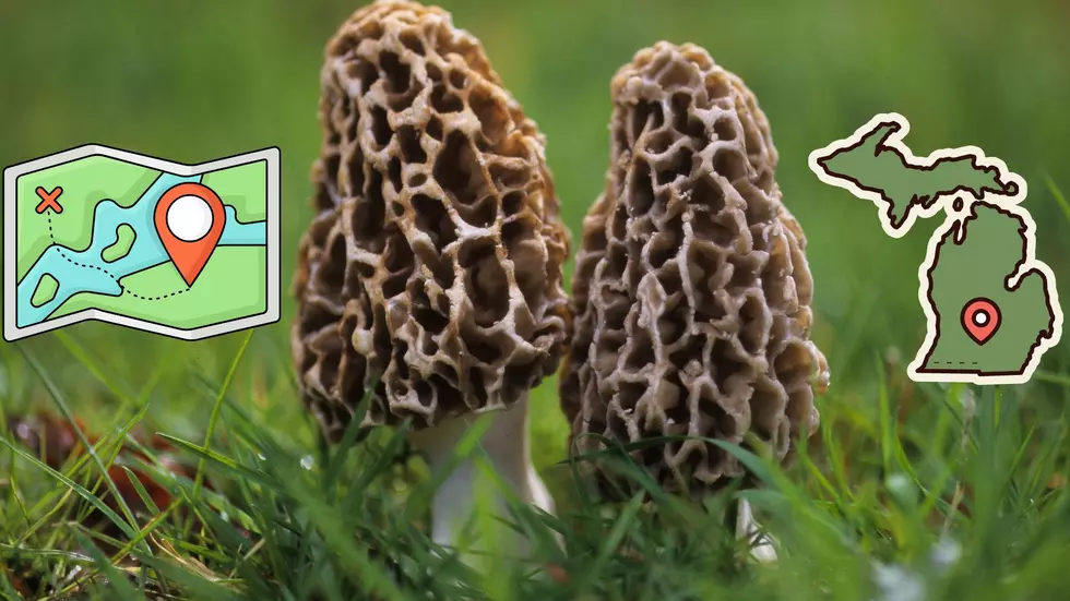 Michigan DNR Shares Best Morel Mushroom Map