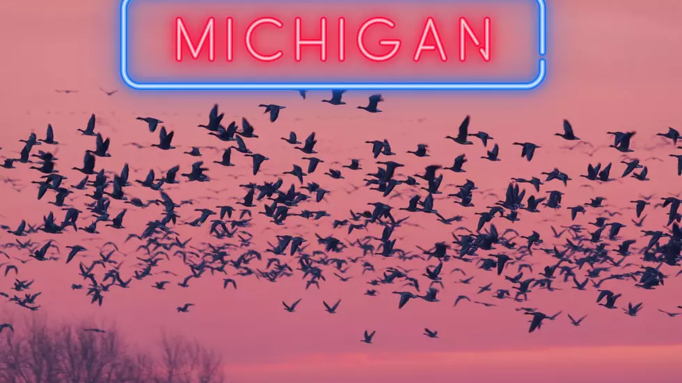 Migrating To Michigan: Millions Of Birds Return After Winter