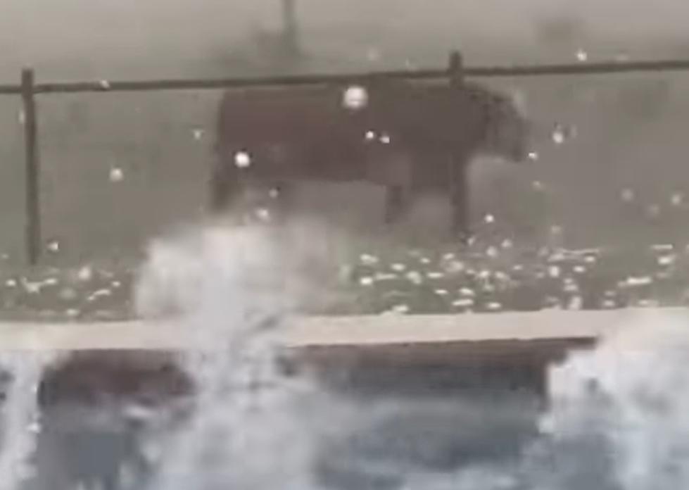 Terrifying Video Shows Bull Fleeing Softball-Sized Hail in Texas