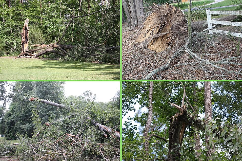 See Massive Tree Damage From a Storm that Barreled Thru Alabama