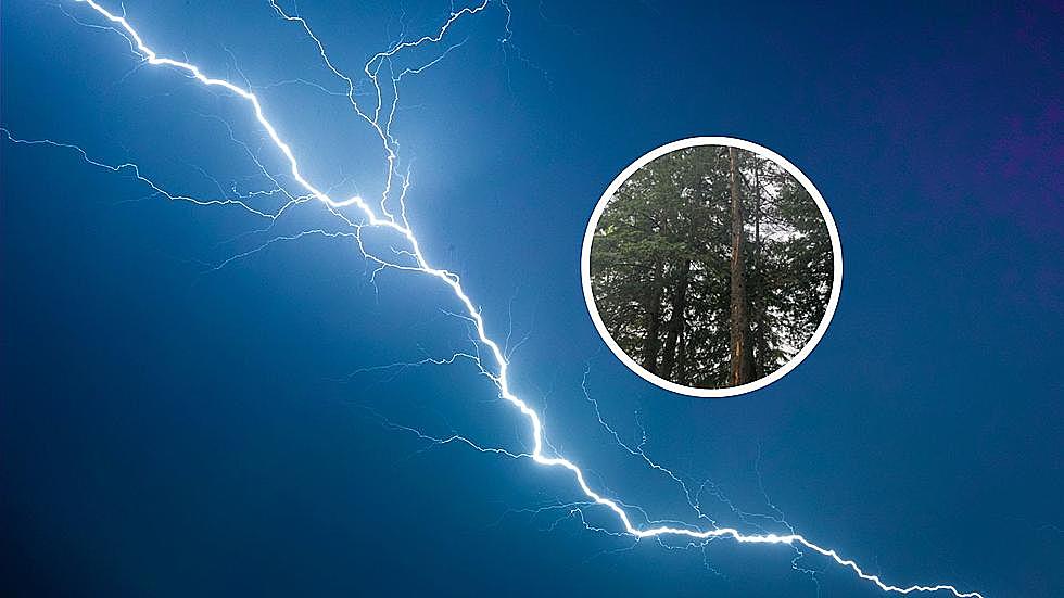 Lightning Strikes Tree and 2 People Camping in New York State